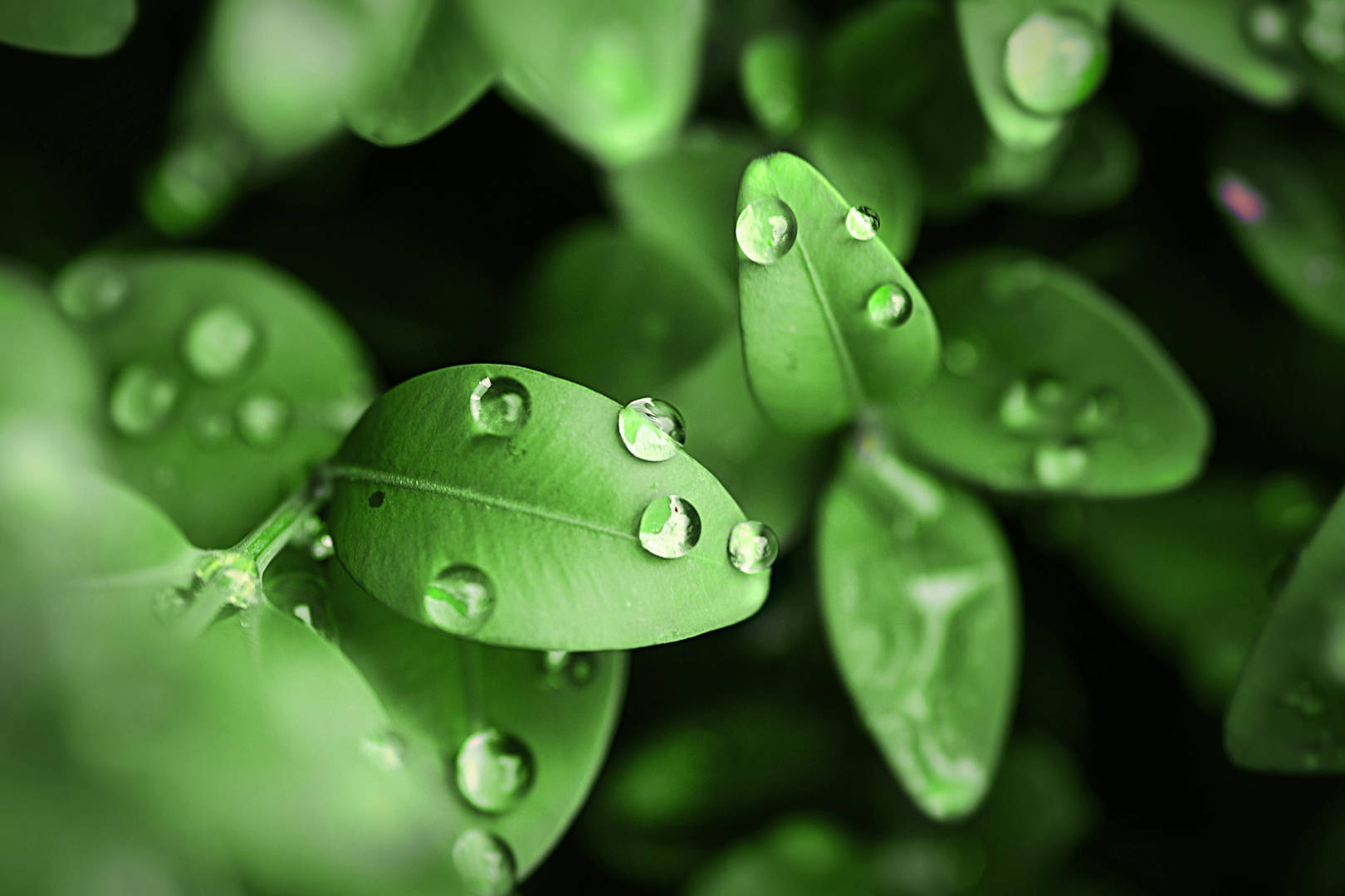Close up of green leaves with dew on them.