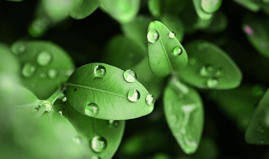 Close up of green leaves with dew on them.